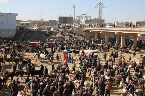 A photograph of a bustling market in North Afghanistan, where community people sell their animals. People gather here once a week.