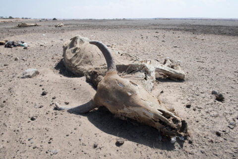 An animal carcass lies on parched ground